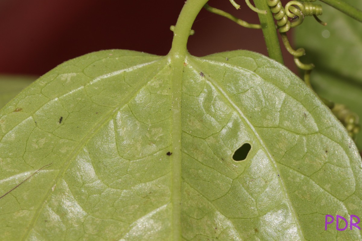 Passiflora suberosa L.